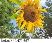Яркий подсолнух. Подсолнечник (лат. Helianthus, «цветок солнца») происходит от греческих слов helios («солнце») и anthemon («цветок»). Стоковое фото, фотограф Сергей Елизарьев / Фотобанк Лори
