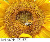 Яркий подсолнух. Подсолнечник (лат. Helianthus, «цветок солнца») происходит от греческих слов helios («солнце») и anthemon («цветок»). Стоковое фото, фотограф Сергей Елизарьев / Фотобанк Лори