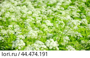 The cow parsley, Anthriscus sylvestris, is an umbelliferous plant. The wild chervil grow in meadow. Kupyr on a summer day, close-up, side view. White flowers on a green background. Стоковое видео, видеограф Марина Демидюк / Фотобанк Лори
