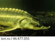 Белуга в аквариуме  ( Huso huso (Linnaeus, 1758) ) - промысловая проходная рыба Волго-Каспийского бассейна. Стоковое фото, фотограф Павел Просянов / Фотобанк Лори