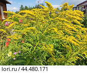 Золотарник обыкновенный, или Золотая розга (лат. Solidago virgaurea) — многолетнее травянистое растение. Растёт в светлых лесах, встречается по лесным опушкам, полянам, вырубкам, среди кустарников, на лугах, в придорожных насаждениях. Стоковое фото, фотограф Сергей Елизарьев / Фотобанк Лори