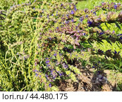 Иссоп лекарственный (Hysspus officinlis) — вид полукустарников рода Иссоп (Hyssopus) семейства Яснотковые (Lamiaceae), произрастающих в Евразии и Африке. Стоковое фото, фотограф Сергей Елизарьев / Фотобанк Лори