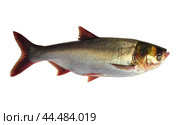 Толстолобик на изолированном фоне  ( Hypophthalmichthys Valenciennes, 1844 ) - промысловая рыба Волго-Каспийского бассейна. Стоковое фото, фотограф Павел Просянов / Фотобанк Лори