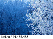 The branches are covered in white hoarfrost on a frosty winter sunny day. Frosty weather concept. Ветки покрыты белым инеем морозным зимним солнечным днем на фоне голубого неба. Концепция морозной погоды. Стоковое фото, фотограф Ольга Петрова-Апостолова / Фотобанк Лори