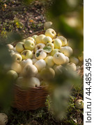 Fall apple harvest in a wicker basket in the garden. Осенний урожай яблок сорта Антоновка в плетеной корзине в саду. Стоковое фото, фотограф Ольга Петрова-Апостолова / Фотобанк Лори