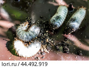 Личинка жука бронзовки золотистой (Cetonia aurata)/ Golden bronze beetle larvae (Cetonia aurata) Стоковое фото, фотограф Iva Noel / Фотобанк Лори