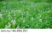 Trifolium pratense, the white clover in the meadow. White-flowered clover and Poa annua, or annual meadow grass on the lawn in summer in the sunlight. Стоковое видео, видеограф Марина Демидюк / Фотобанк Лори