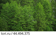 Nature Background. Green Leaves Wall. Backdrop of Big Trees with Foliage. Frame of Green Leaves Texture. Clean Environment. For Ad of Bio, Plant Products. Organic Natural Concept. Trees on the Wind. Стоковое видео, видеограф Марина Демидюк / Фотобанк Лори
