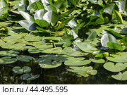 Кувшинка- Кубышка желтая(Núphar lútea) Стоковое фото, фотограф Андрей Иванов / Фотобанк Лори