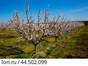 Beautiful blooming apricot trees in spring garden. Стоковое фото, фотограф Яков Филимонов / Фотобанк Лори