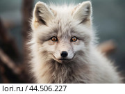 Cute Arctic Fox Close-up. Стоковое AI-изображение, AI-художник Veniamin Kraskov / Фотобанк Лори