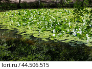 Кувшинка- Кубышка желтая(Núphar lútea) Стоковое фото, фотограф Андрей Иванов / Фотобанк Лори