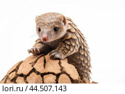 Tree pangolin on a white backround. Стоковое AI-изображение, AI-художник Veniamin Kraskov / Фотобанк Лори