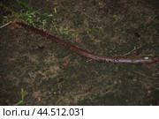 An earthworm crawls on the ground. Стоковое фото, фотограф Andrew_Swarga / Фотобанк Лори