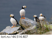 Морские птицы ипатки сидят на скалах. Чукотка. Стоковое фото, фотограф Николай Гернет / Фотобанк Лори