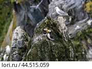 Морские птицы ипатки сидят на скалах. Чукотка. Стоковое фото, фотограф Николай Гернет / Фотобанк Лори