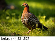 Wood grouse bird on green grass. Стоковое AI-изображение, AI-художник Veniamin Kraskov / Фотобанк Лори