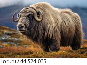 Musk ox on a pasture in the wild. Стоковое AI-изображение, AI-художник Veniamin Kraskov / Фотобанк Лори