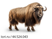 Musk ox on white background. Стоковое AI-изображение, AI-художник Veniamin Kraskov / Фотобанк Лори