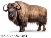 Musk ox on white background. Стоковое AI-изображение, AI-художник Veniamin Kraskov / Фотобанк Лори