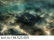 Large black stingray swimming over sandy bottom in sunrays. Стоковое AI-изображение, AI-художник Иван Рябоконь / Фотобанк Лори