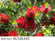 Flowering of bottle brush tree (lat. Callistemon) on the campus of The Weizmann Institute of Science. Стоковое фото, фотограф Irina Opachevsky / Фотобанк Лори