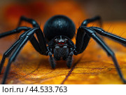 A detailed close-up of a Karakurt spider, showcasing its glossy black body. Стоковое AI-изображение, AI-художник Veniamin Kraskov / Фотобанк Лори