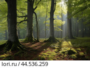 Towering Beautiful trees in forest at morning. Generate Ai. Стоковое AI-изображение, AI-художник Иван Рябоконь / Фотобанк Лори