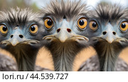 Group of Emu birds in the wild. Стоковое AI-изображение, AI-художник Veniamin Kraskov / Фотобанк Лори