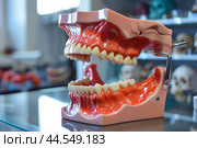 Dental education model on display. Стоковое AI-изображение, AI-художник Иван Рябоконь / Фотобанк Лори
