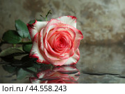 Elegant variegated rose with reflection on water. Стоковое AI-изображение, AI-художник Иван Рябоконь / Фотобанк Лори