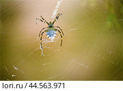 Паук  ( Argiope lobata   )  на паутине в Астраханской степи, в мае месяце, когда еще степь зеленая, и растительность не выгорела от палящего солнца. 2008 г. Стоковое фото, фотограф Павел Просянов / Фотобанк Лори
