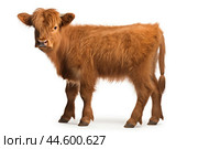 Calf of Highland Cattle on white background. Стоковое AI-изображение, AI-художник Veniamin Kraskov / Фотобанк Лори
