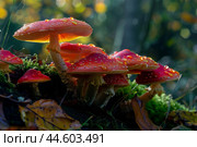 Vibrant red fly agaric mushrooms thriving amidst lush forest greens. Стоковое AI-изображение, AI-художник Иван Рябоконь / Фотобанк Лори