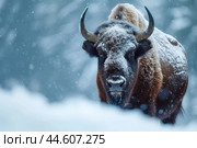 Barren Bison snow winter forest. Generate Ai. Стоковое AI-изображение, AI-художник Иван Рябоконь / Фотобанк Лори