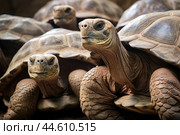 Group of Galapagos Giant Tortoises close up. Стоковое AI-изображение, AI-художник Veniamin Kraskov / Фотобанк Лори