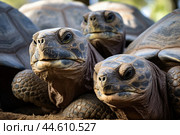 Group of Galapagos Giant Tortoises close up. Стоковое AI-изображение, AI-художник Veniamin Kraskov / Фотобанк Лори