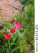 Тюльпан Шренка  ( Tulipa suaveolens Roth, 1794 ) Разноцветные Тюльпаны  в момент цветения в Астраханской степи у подножия горы Б.Богдо (  Богдинско-Баскунчакский заповедник ) . Занесен в Красную книгу. Стоковое фото, фотограф Павел Просянов / Фотобанк Лори