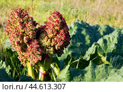 Rheum tataricum L. f. (семейство Polygonaceae) Ревень татарский в момент цветения в Астраханской степи у подножия горы Б.Богдо (  Богдинско-Баскунчакский заповедник ) Стоковое фото, фотограф Павел Просянов / Фотобанк Лори