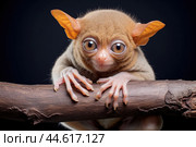 Philippine tarsier Carlito syrichta on black background. Стоковое AI-изображение, AI-художник Veniamin Kraskov / Фотобанк Лори
