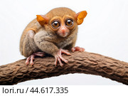 Philippine tarsier Carlito syrichta on white background. Стоковое AI-изображение, AI-художник Veniamin Kraskov / Фотобанк Лори
