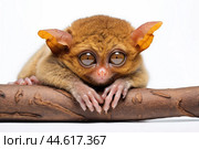 Philippine tarsier Carlito syrichta on white background. Стоковое AI-изображение, AI-художник Veniamin Kraskov / Фотобанк Лори