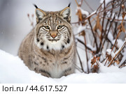 Red lynx in winter in the wild. Стоковое AI-изображение, AI-художник Veniamin Kraskov / Фотобанк Лори