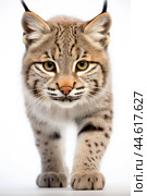 Red lynx isolated on a white background. Стоковое AI-изображение, AI-художник Veniamin Kraskov / Фотобанк Лори