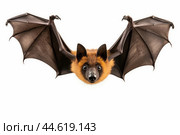 Spectacled flying fox isolated on a white background. Стоковое AI-изображение, AI-художник Veniamin Kraskov / Фотобанк Лори