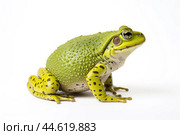 Beautiful green toad isolated on a white background. Стоковое AI-изображение, AI-художник Veniamin Kraskov / Фотобанк Лори
