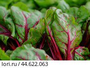 Crinkled Beet leaves. Generate Ai. Стоковое AI-изображение, AI-художник Иван Рябоконь / Фотобанк Лори