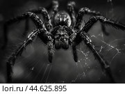 Menacing spider on web in black and white. Стоковое AI-изображение, AI-художник Иван Рябоконь / Фотобанк Лори