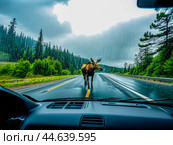Car before hitting moose, view through windshield of moose entered road. Стоковое AI-изображение, AI-художник Владимир Григорьев / Фотобанк Лори
