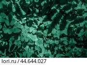 Natural cosmetics background. Shamrock Clover Natural dark Background. Plant and herb texture. Leafs green young fresh oxalis, shamrock, trefoil close-up. Green clover leaves for natural cosmetics. Стоковое фото, фотограф Павел Муравьев / Фотобанк Лори